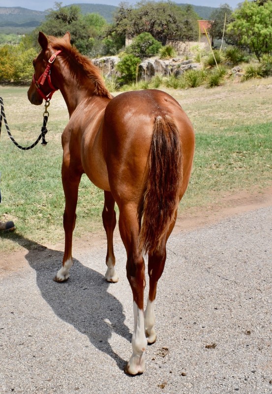 L.A. Waters Quarter Horses