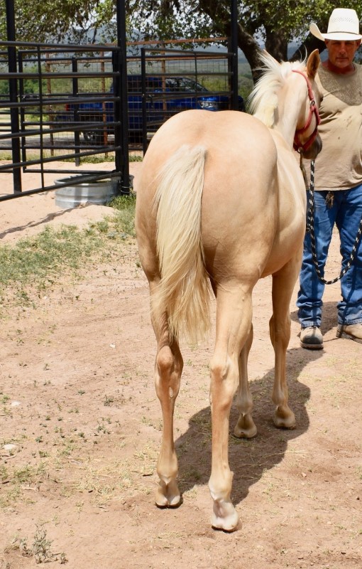 L.A. Waters Quarter Horses