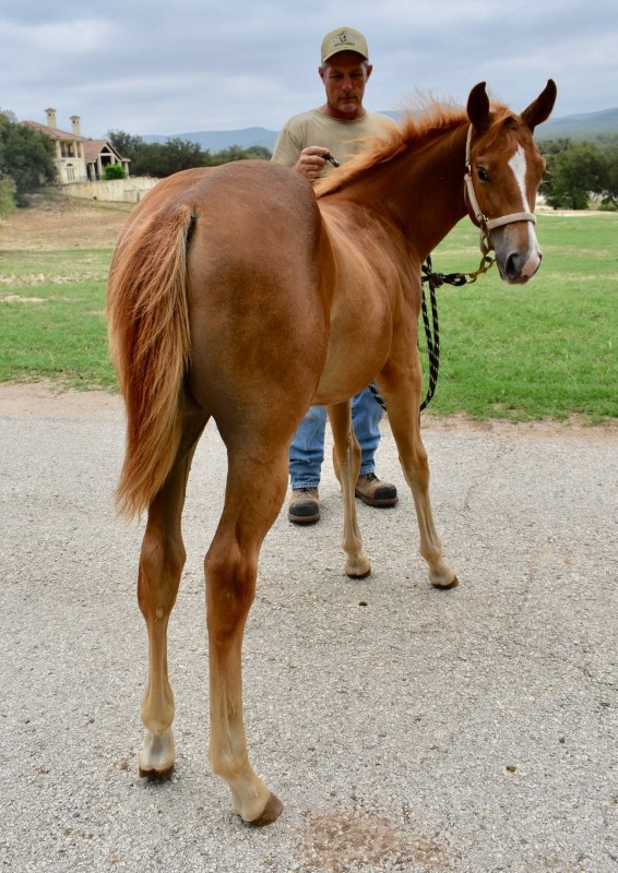 L.A. Waters Quarter Horses