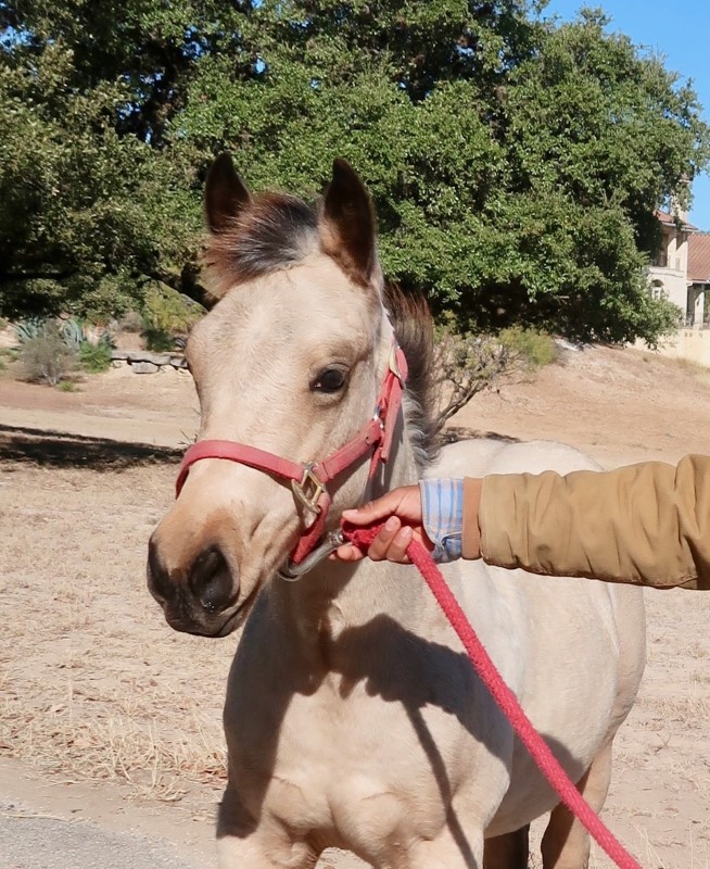 L.A. Waters Quarter Horses