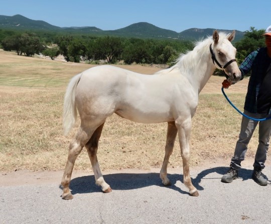 L.A. Waters Quarter Horses