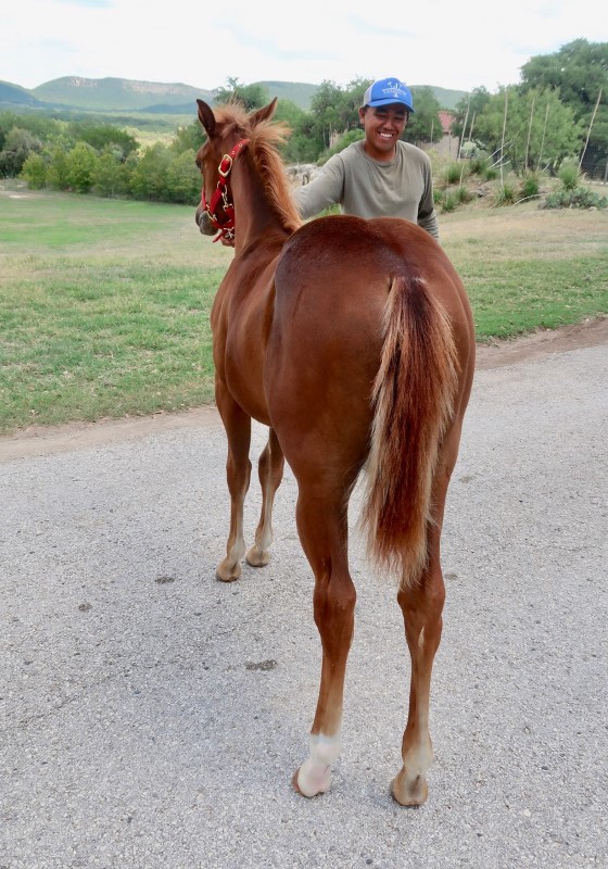 L.A. Waters Quarter Horses