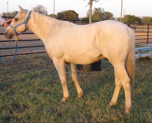 L.A. Waters Quarter Horses