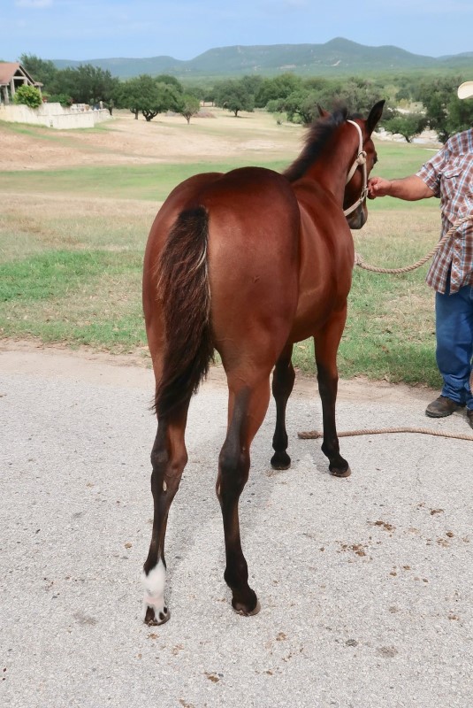 L.A. Waters Quarter Horses