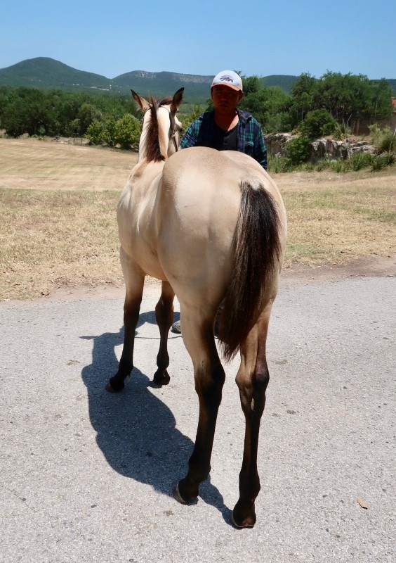 L.A. Waters Quarter Horses