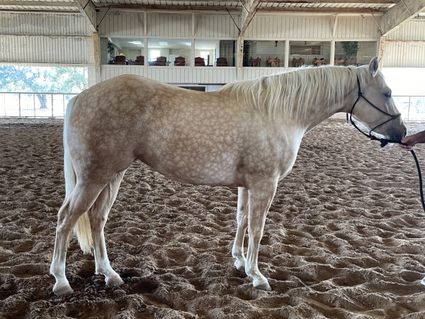 L.A. Waters Quarter Horses