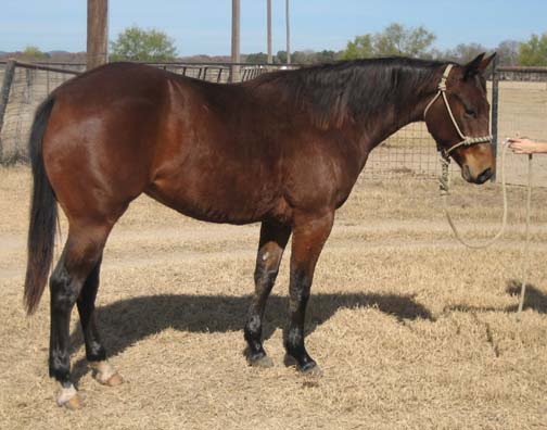 L.A. Waters Quarter Horses