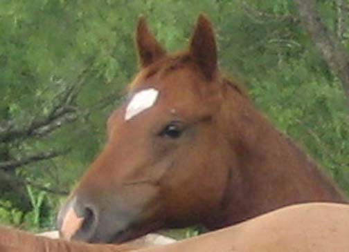 L.A. Waters Quarter Horses