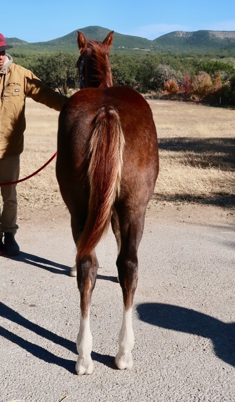 L.A. Waters Quarter Horses